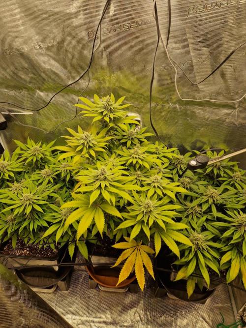 Apples Bananas n Peaches. Week 12