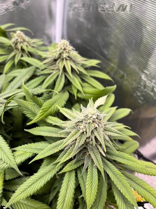 Apples Bananas n Peaches. Week 12