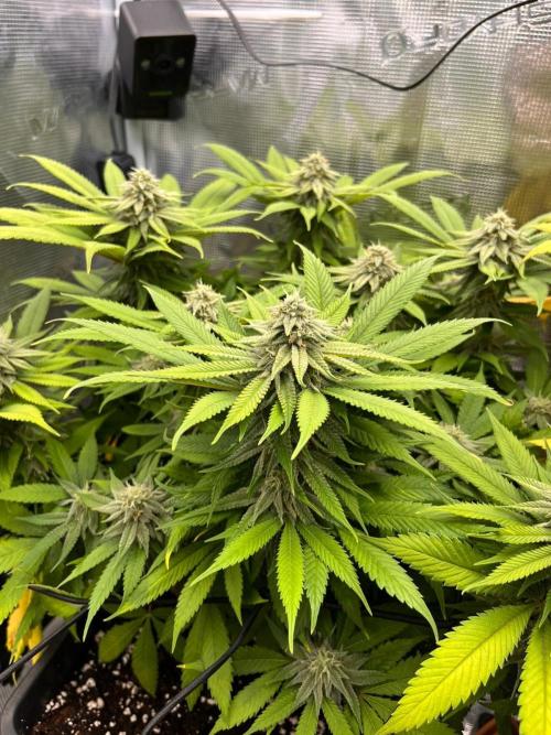 Apples Bananas n Peaches. Week 12
