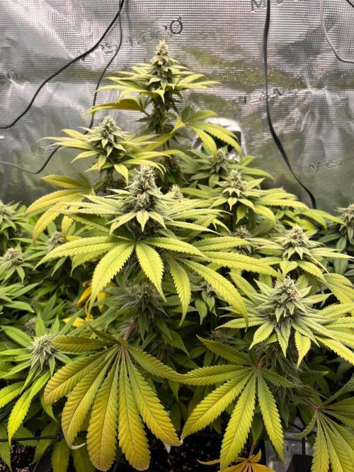 Apples Bananas n Peaches. Week 12