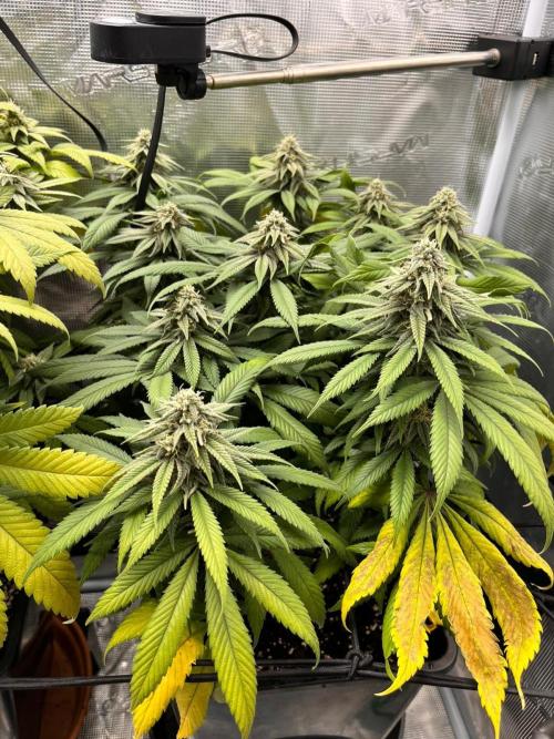Apples Bananas n Peaches. Week 12