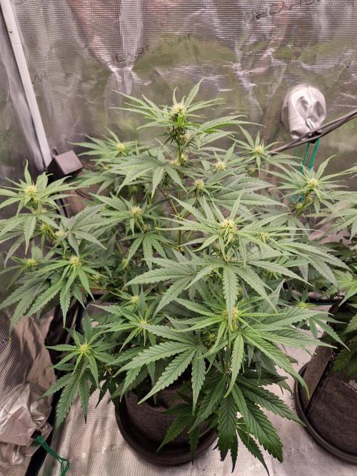 Auto Candy Bubatz XL. Week 6