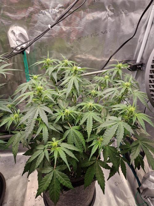 Auto Candy Bubatz XL. Week 6