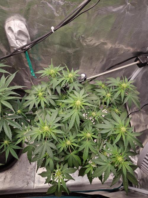 Auto Candy Bubatz XL. Week 6