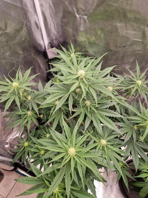 Auto Candy Bubatz XL. Week 6