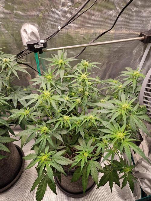 Auto Candy Bubatz XL. Week 6