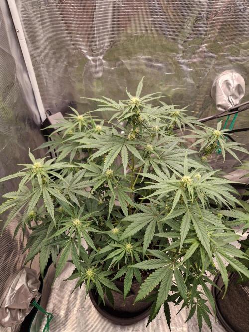 Auto Candy Bubatz XL. Week 6