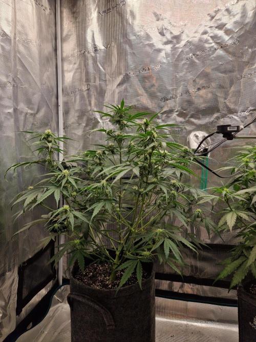 Auto Candy Bubatz XL. Week 6
