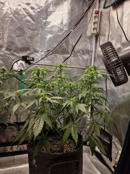 Auto Candy Bubatz XL. Week 6