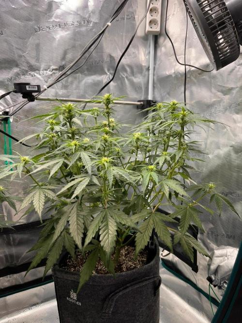 Auto Candy Bubatz XL. Week 6