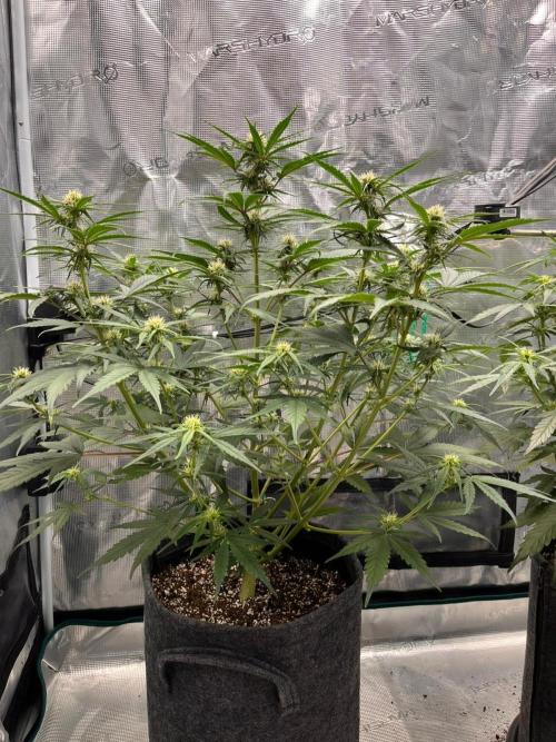 Auto Candy Bubatz XL. Week 6