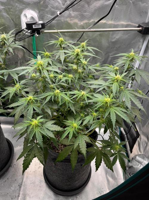 Auto Candy Bubatz XL. Week 6