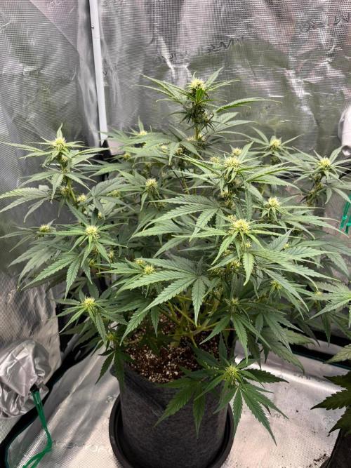 Auto Candy Bubatz XL. Week 6