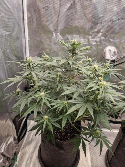 Auto Candy Bubatz XL. Week 6