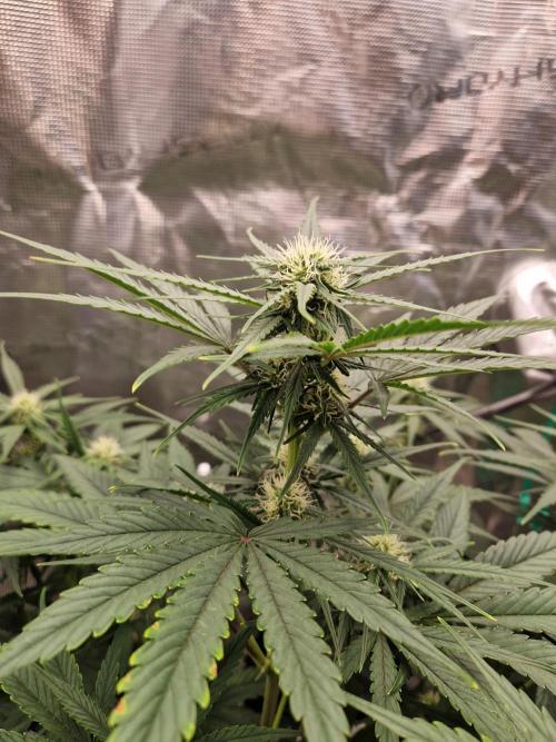 Auto Candy Bubatz XL. Week 6