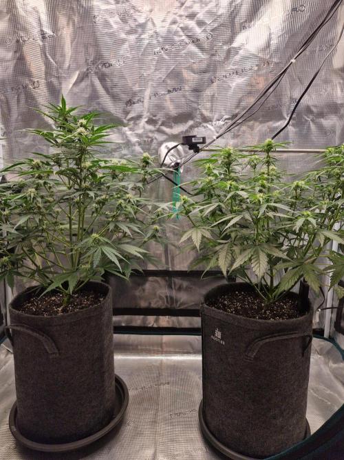 Auto Candy Bubatz XL. Week 6