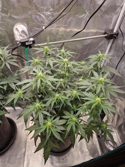 Auto Candy Bubatz XL. Week 6