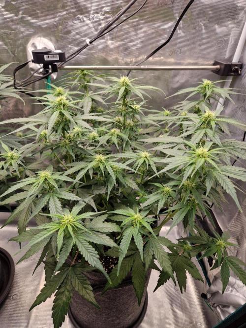 Auto Candy Bubatz XL. Week 6