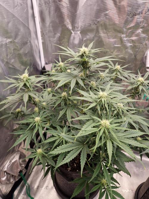 Auto Candy Bubatz XL. Week 6