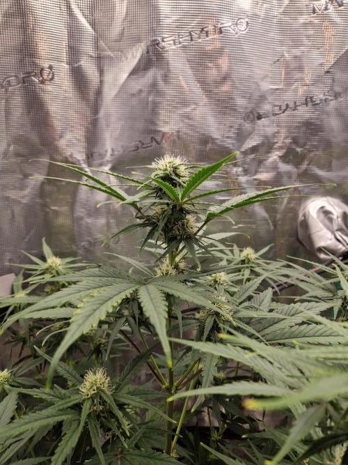 Auto Candy Bubatz XL. Week 6