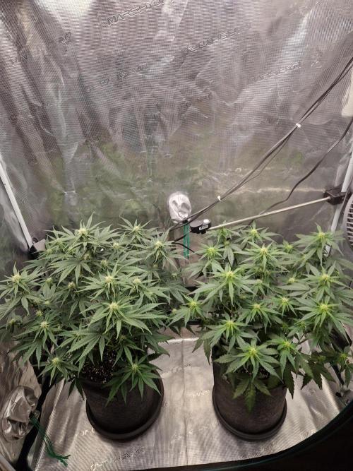 Auto Candy Bubatz XL. Week 6