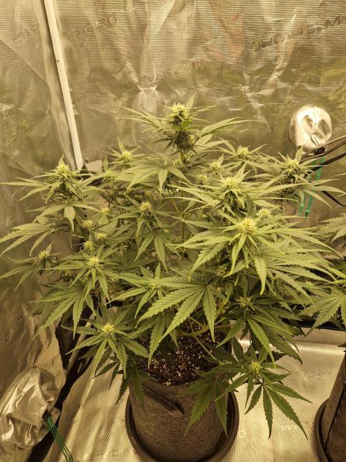 Auto Candy Bubatz XL. Week 6