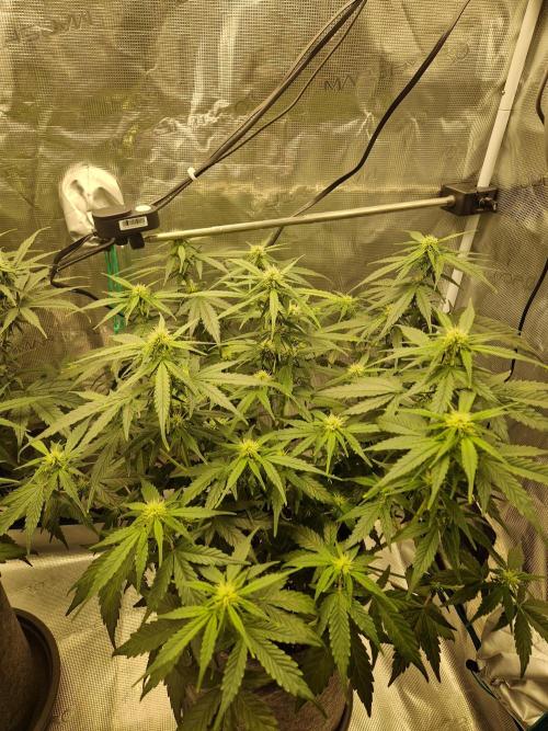 Auto Candy Bubatz XL. Week 6