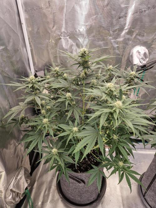 Auto Candy Bubatz XL. Week 6