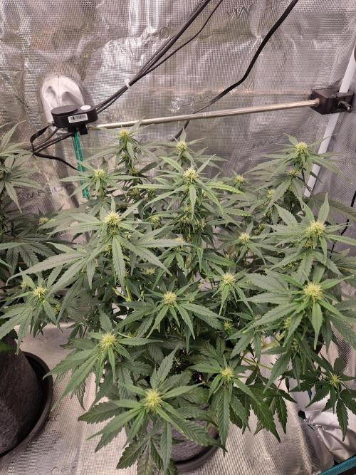 Auto Candy Bubatz XL. Week 6