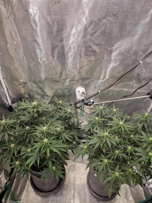 Auto Candy Bubatz XL. Week 6