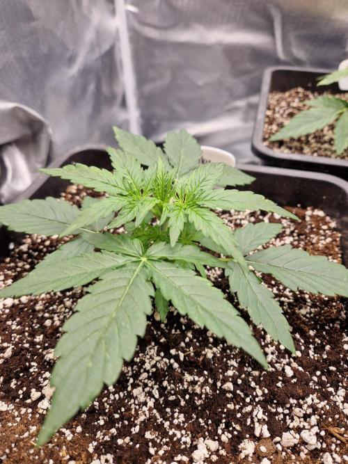 Gift Seeds. Week 3