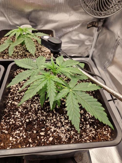 Gift Seeds. Week 3