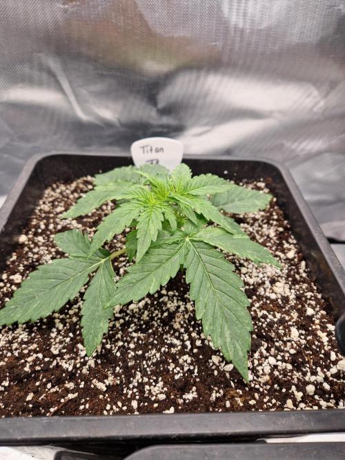 Gift Seeds. Week 3