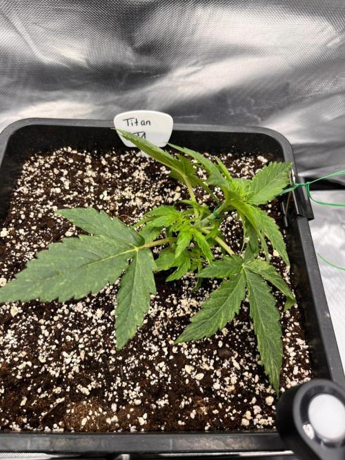 Gift Seeds. Week 3