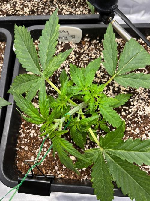 Gift Seeds. Week 3