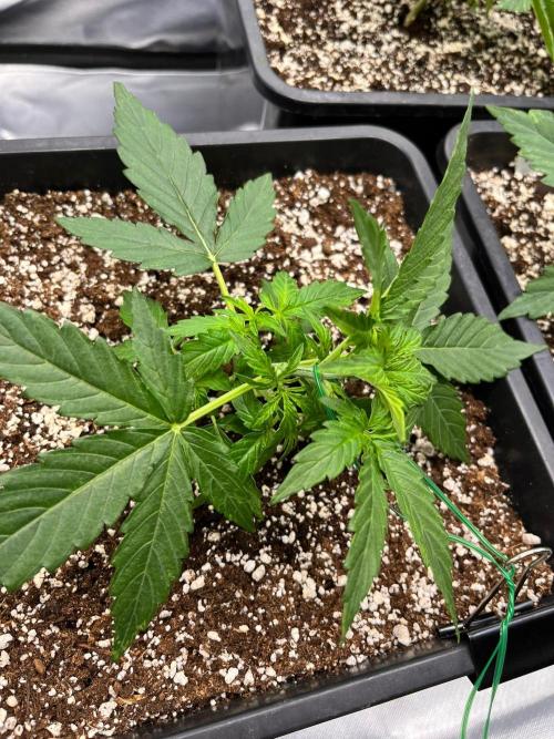 Gift Seeds. Week 3