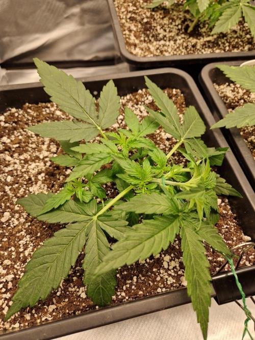 Gift Seeds. Week 3