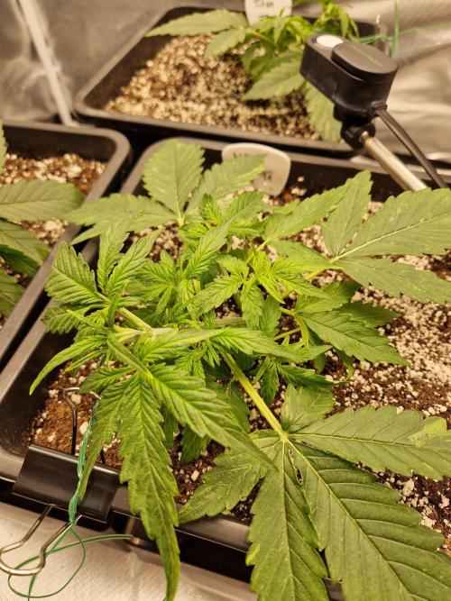 Gift Seeds. Week 3
