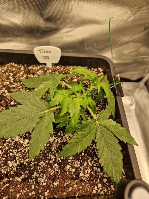 Gift Seeds. Week 3