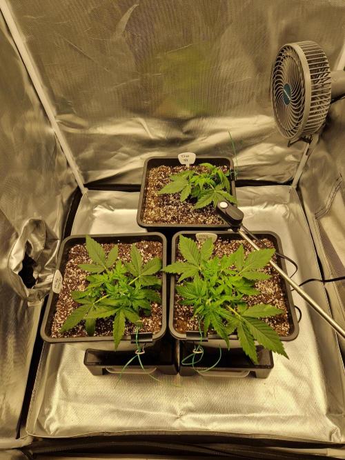 Gift Seeds. Week 3