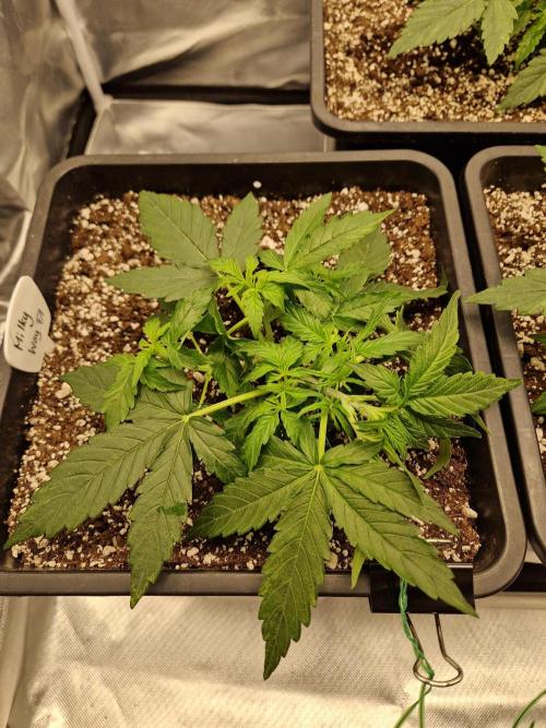Gift Seeds. Week 3