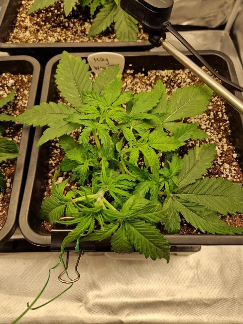 Gift Seeds. Week 3