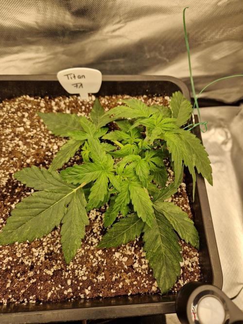 Gift Seeds. Week 3