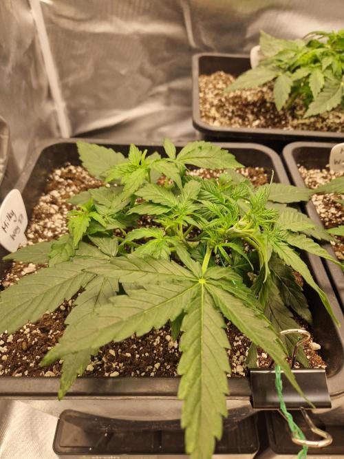 Gift Seeds. Week 3