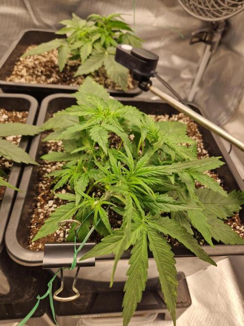 Gift Seeds. Week 3