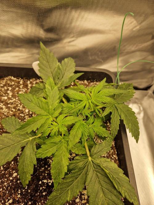 Gift Seeds. Week 3