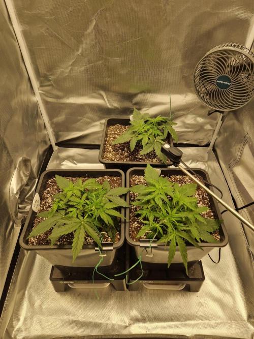 Gift Seeds. Week 3