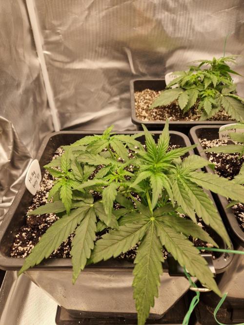 Gift Seeds. Week 3