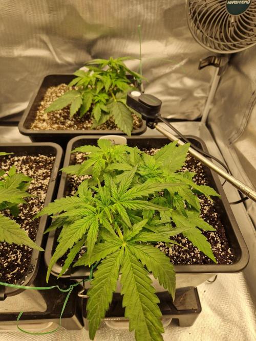 Gift Seeds. Week 3