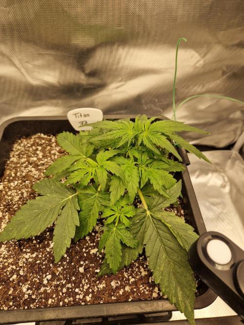 Gift Seeds. Week 3